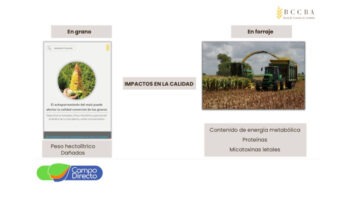 BCCBA – Spiroplasma