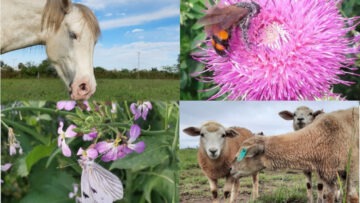 Sistemas multiespecie