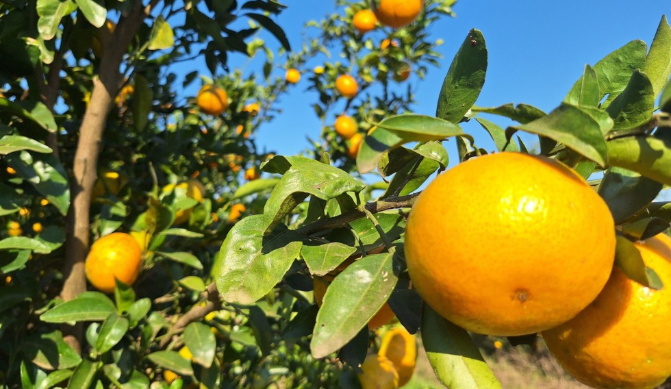 economías regionales