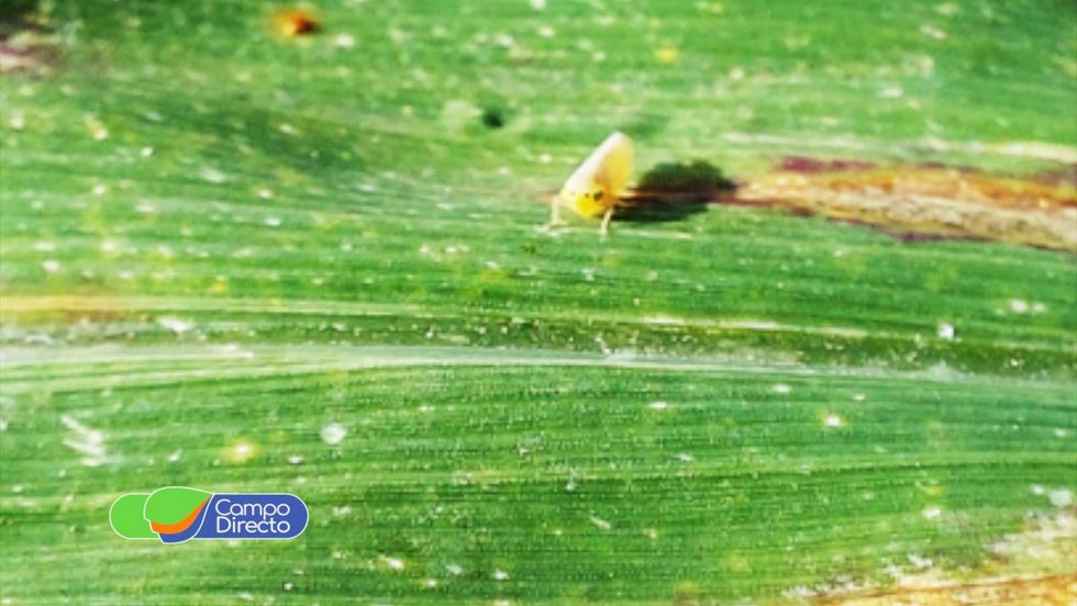 chicharrita del maíz