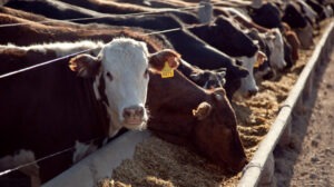 Producción Bovina