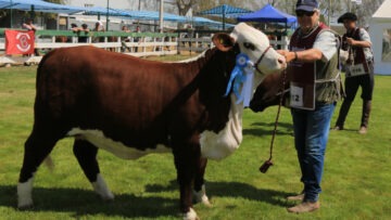 gran campeon SRJM 2024