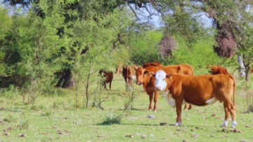 xr:d:DAF3hKi5MeE:11,j:2748734562019459071,t:23122013