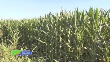 Congreso Internacional de Maíz