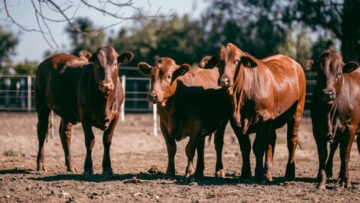 alimentación bovina
