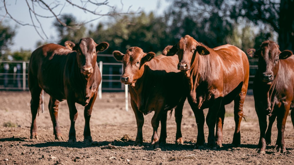 Especialización en Alimentación de Bovinos
