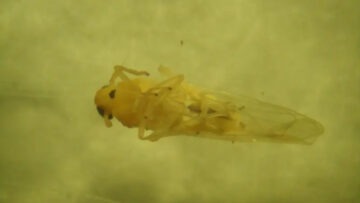 chicharrita africana