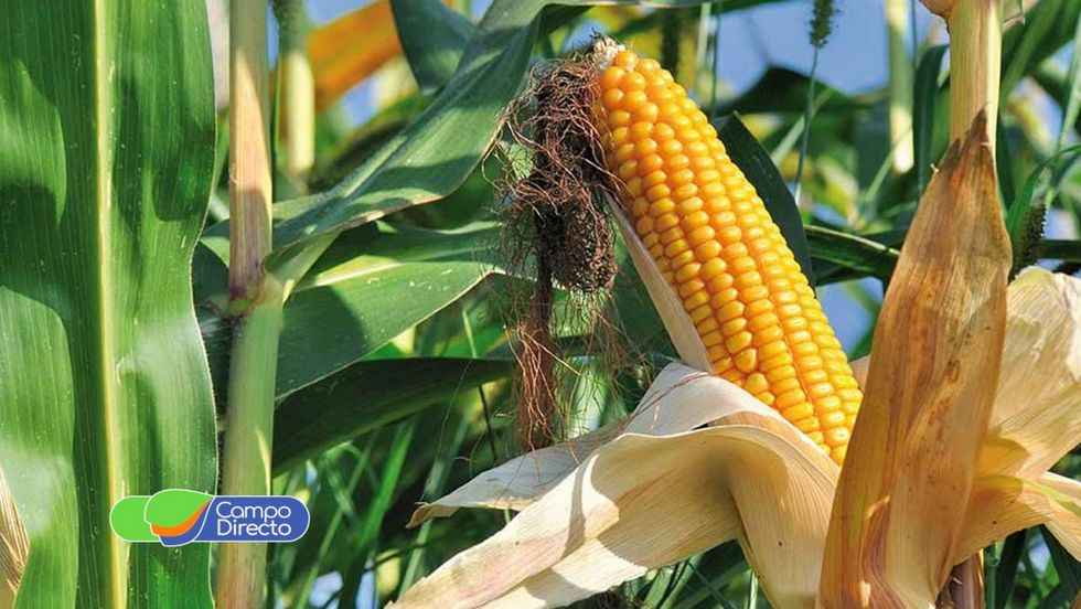 maíz