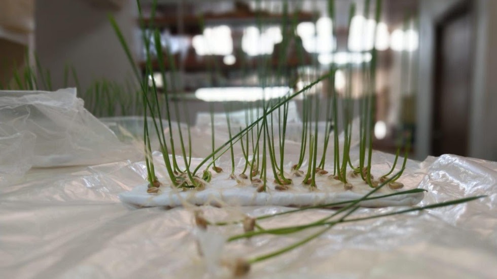 laboratorio de semillas