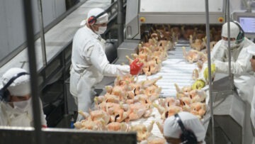 exportaciones avicolas