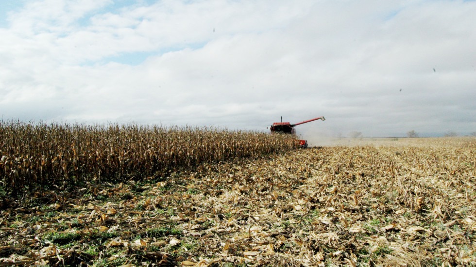 Primer lote de maíz