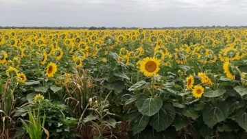 girasol (1)