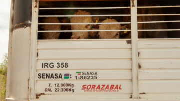 transporte de animales