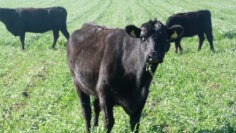 Vacas (2)