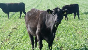 zoonosis