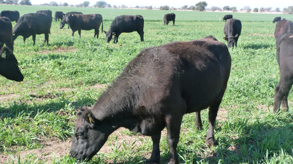 ganadería regenerativa