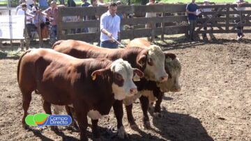 Prueba Pastoril Braford