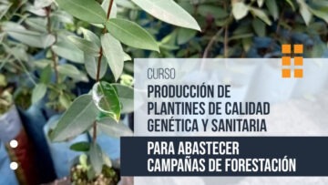 plantines de calidad genetica