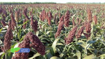 sorgo