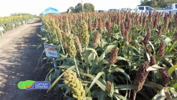 sorgo