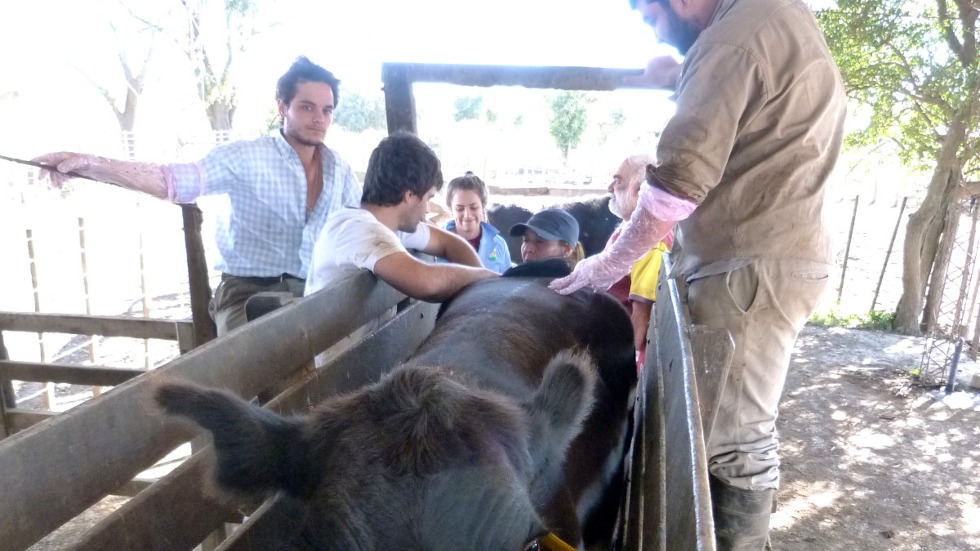inseminación en bovinos de carne