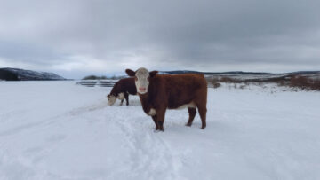 vacas – nieve