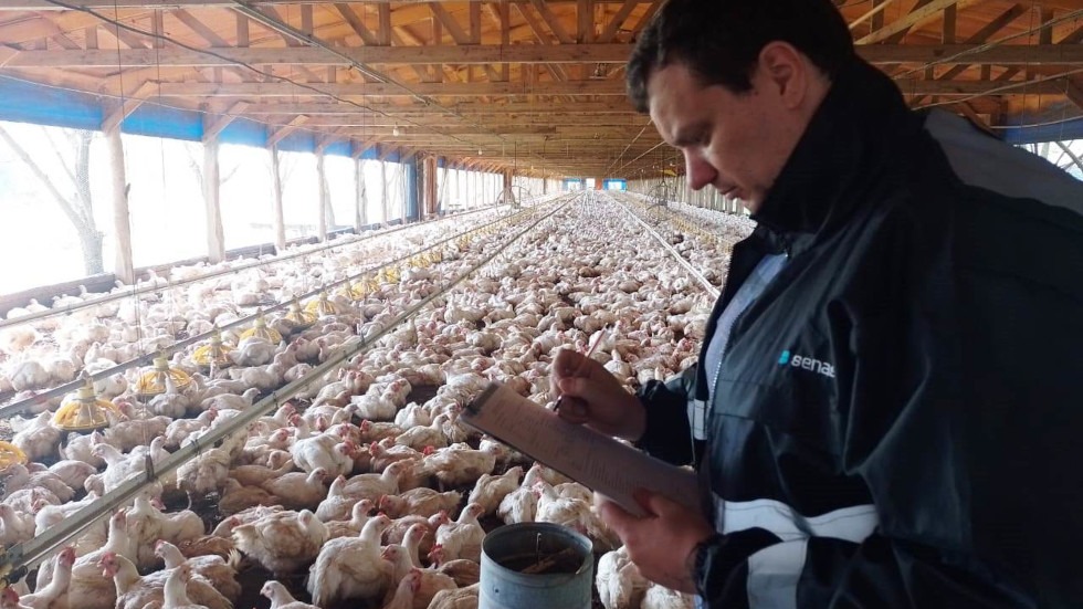 producción avícola