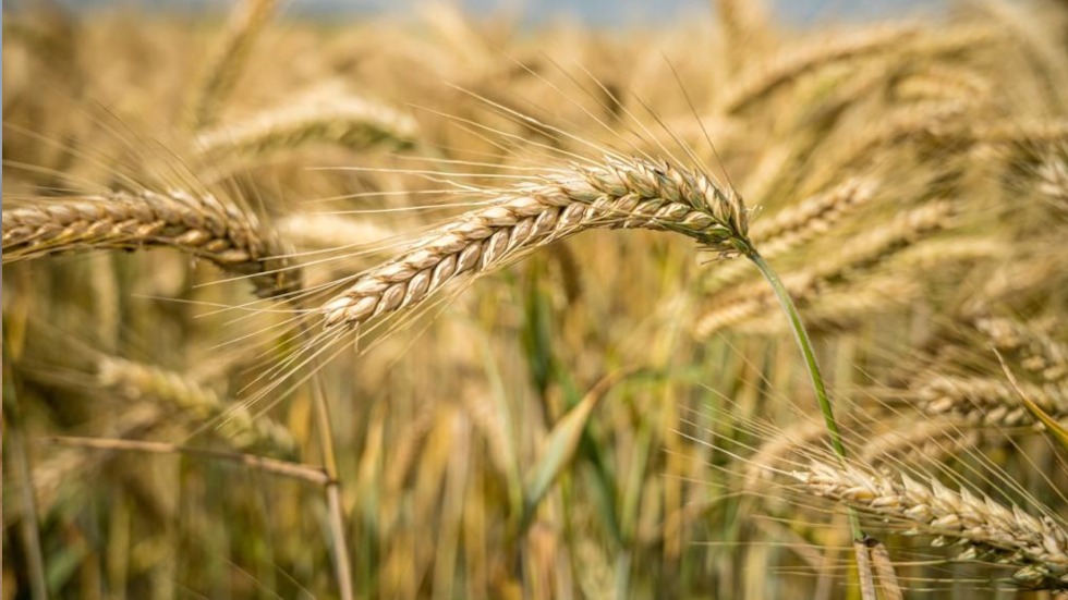 cosecha récord de trigo