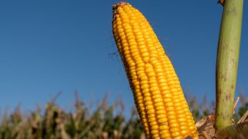 Supra – Espiga de maíz – copia