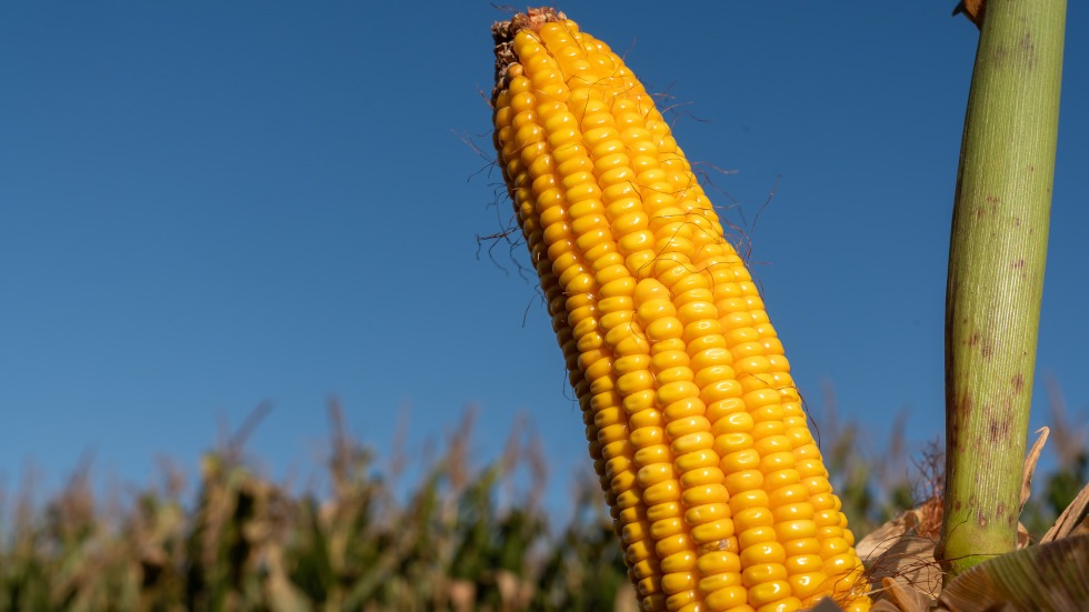 maíz