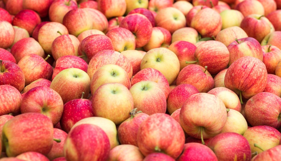 orujo de manzana seco