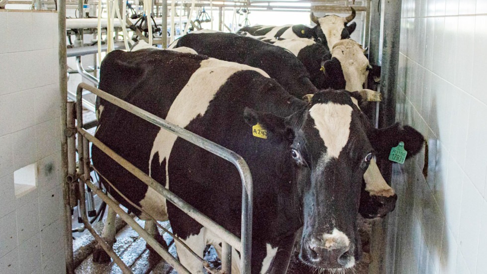 Buenas Prácticas Lecheras