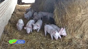 Diplo Porcina – copia