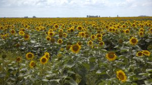 girasol