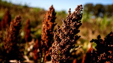sorgo