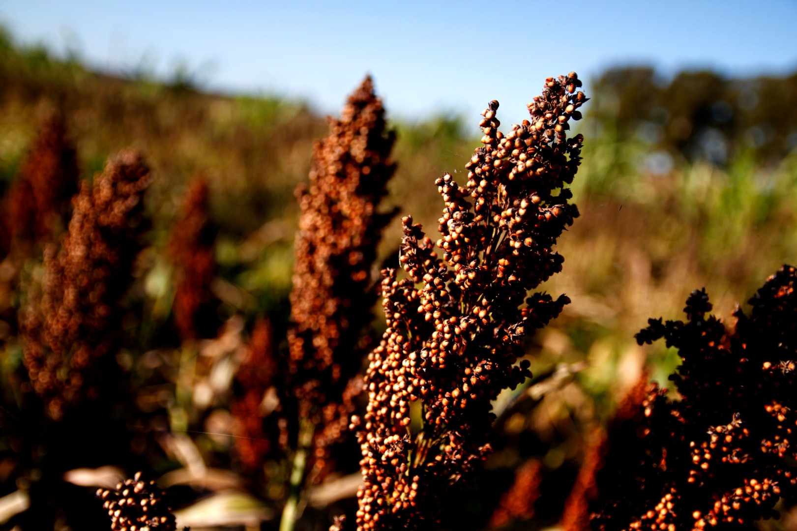 sorgo