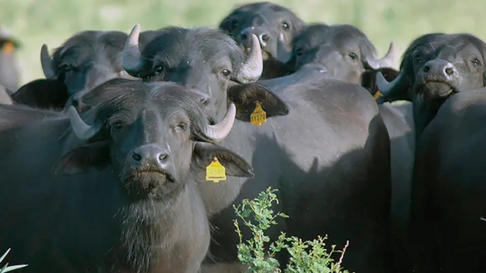 Jornada de Producción Bubalina