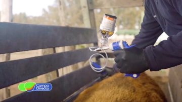 vacunacion animal