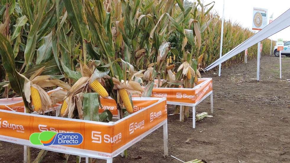 maíces Supra