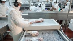 exportacion de carne 2