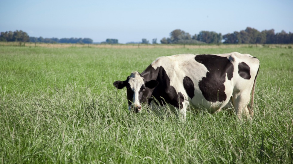 producción nacional de leche