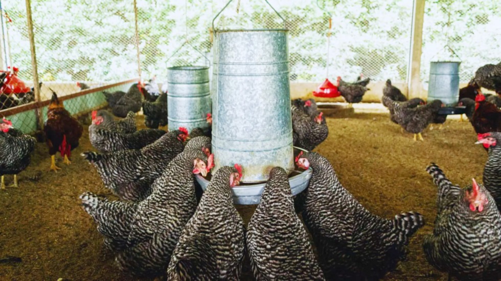 producción avícola nacional