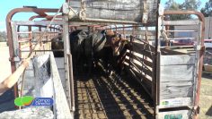 Transporte de ganado