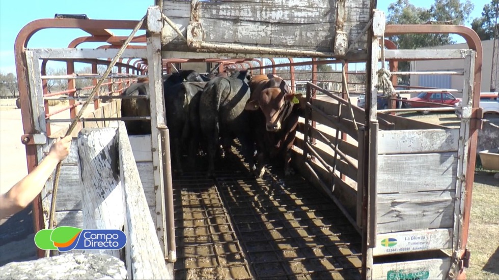 Transporte de ganado