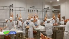 exportacon de canres