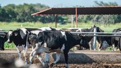 CREATOR: gd-jpeg v1.0 (using IJG JPEG v62), quality = 90