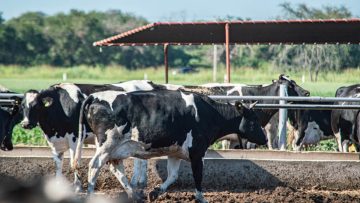 CREATOR: gd-jpeg v1.0 (using IJG JPEG v62), quality = 90