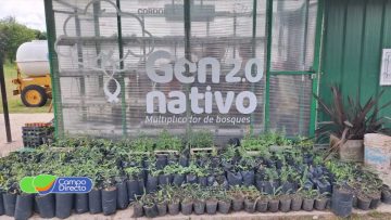 Gen Nativo (1)