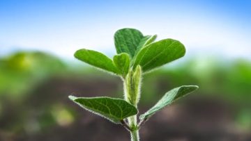 MOMENTUM – cultivo