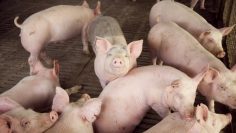 CREATOR: gd-jpeg v1.0 (using IJG JPEG v62), quality = 90